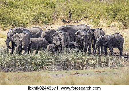 "African Bush Elephants (Loxodonta africana), Madumu National Park, Caprivi Strip, Namibia, Africa" View Large Photo Image Stock Image - "African Bush Elephants (Loxodonta africana), Madumu National Park, Caprivi Strip, Namibia, Africa". Fotosearch
