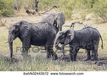 Stock Image - "African Bush Elephants (Loxodonta africana), Madumu National Park, Caprivi Strip, Namibia, Africa". Fotosearch