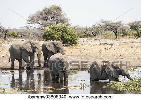 "African Bush Elephants (Loxodonta africana) standing in the water while drinking, Koinachas Waterhole, Etosha National Park, Namibia, Africa" View Large Photo Image Stock Image - "African Bush Elephants (Loxodonta africana) standing in the water while drinking, Koinachas Waterhole, Etosha National Park, Namibia, Africa". Fotosearch