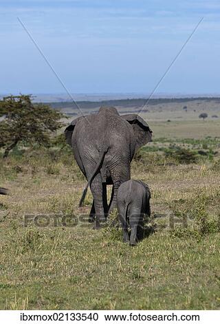 Stock Image - "African Bush Elephants (Loxodonta africana), cow with calf from behind, Masai Mara National Reserve, Kenya, East Africa, Africa, PublicGround, Africa". Fotosearch