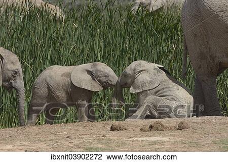 "African Bush Elephants (Loxodonta africana), young animals at play, Addo Elephant National Park, Eastern Cape, South Africa, Africa" View Large Photo Image Stock Image - "African Bush Elephants (Loxodonta africana), young animals at play, Addo Elephant National Park, Eastern Cape, South Africa, Africa". Fotosearch