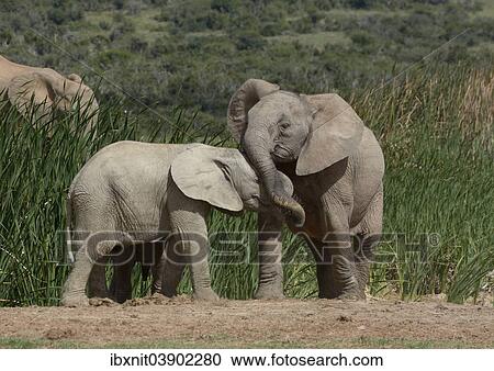 "African Bush Elephants (Loxodonta africana), young animals at play, Addo Elephant National Park, Eastern Cape, South Africa, Africa" View Large Photo Image Stock Image - "African Bush Elephants (Loxodonta africana), young animals at play, Addo Elephant National Park, Eastern Cape, South Africa, Africa". Fotosearch