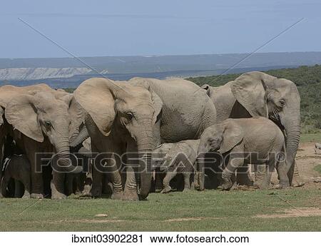 "African Bush Elephants (Loxodonta africana), adults with young, Addo Elephant National Park, Eastern Cape, South Africa, Africa" View Large Photo Image Stock Image - "African Bush Elephants (Loxodonta africana), adults with young, Addo Elephant National Park, Eastern Cape, South Africa, Africa". Fotosearch
