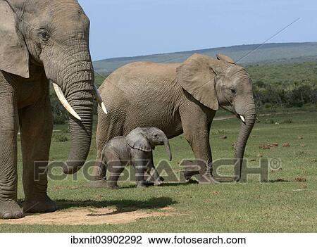 "African Bush Elephants (Loxodonta africana), adults with young, 2 days, Addo Elephant National Park, Eastern Cape, South Africa, Africa" View Large Photo Image Stock Image - "African Bush Elephants (Loxodonta africana), adults with young, 2 days, Addo Elephant National Park, Eastern Cape, South Africa, Africa". Fotosearch
