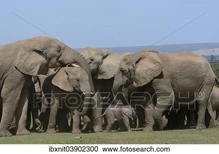 "African Bush Elephants (Loxodonta africana), adults with young, 2 days, Addo Elephant National Park, Eastern Cape, South Africa, Africa" View Large Photo Image Stock Image - "African Bush Elephants (Loxodonta africana), adults with young, 2 days, Addo Elephant National Park, Eastern Cape, South Africa, Africa". Fotosearch