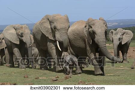"African Bush Elephants (Loxodonta africana), adults with young, 2 days, Addo Elephant National Park, Eastern Cape, South Africa, Africa" View Large Photo Image Stock Image - "African Bush Elephants (Loxodonta africana), adults with young, 2 days, Addo Elephant National Park, Eastern Cape, South Africa, Africa". Fotosearch