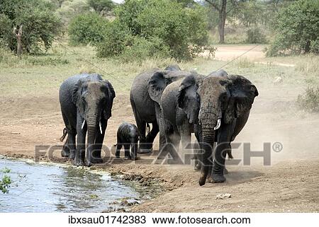 Stock Image - "African Bush Elephants (Loxodonta africana), small herd of elephants with a baby elephant raising dust beside a waterhole, near Seronera, Serengeti National Park, Tanzania, Africa". Fotosearch