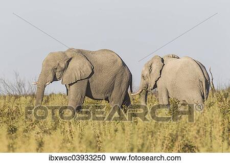 "African Bush Elephants (Loxodonta africana), Etosha National Park, Namibia, Africa" View Large Photo Image Stock Image - "African Bush Elephants (Loxodonta africana), Etosha National Park, Namibia, Africa". Fotosearch