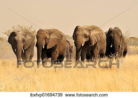 "African Bush Elephants (Loxodonta africana) in the high grass of the Etosha National Park, Namibia, Africa" View Large Photo Image Stock Photo - "African Bush Elephants (Loxodonta africana) in the high grass of the Etosha National Park, Namibia, Africa". Fotosearch