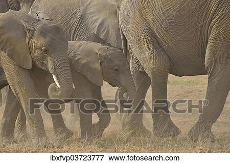 "African Bush Elephants (Loxodonta africana), Amboseli National Park, Rift Valley Province, Kenya, Africa" View Large Photo Image Stock Photo - "African Bush Elephants (Loxodonta africana), Amboseli National Park, Rift Valley Province, Kenya, Africa". Fotosearch