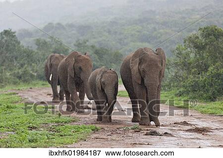 Stock Photo - "African bush elephants (Loxodonta africana), Addo Elephant Park, South Africa, Africa". Fotosearch