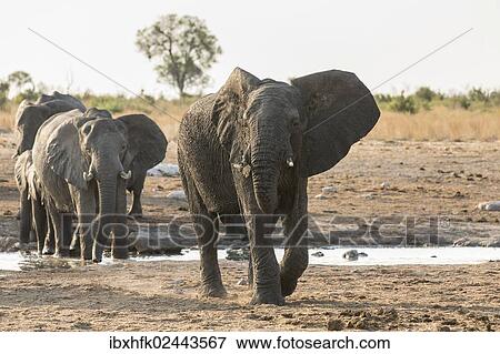 "African Bush Elephants (Loxodonta africana), Khaudum National Park, Namibia, Africa" View Large Photo Image Stock Photo - "African Bush Elephants (Loxodonta africana), Khaudum National Park, Namibia, Africa". Fotosearch