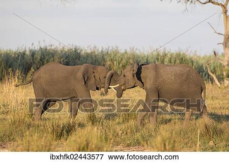 "African Bush Elephants (Loxodonta africana), Mamili National Park, Caprivi Strip, Namibia, Africa" View Large Photo Image Stock Photo - "African Bush Elephants (Loxodonta africana), Mamili National Park, Caprivi Strip, Namibia, Africa". Fotosearch