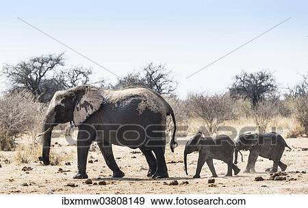 Stock Photo - "African Bush Elephants (Loxodonta africana), cow with two calves, Etosha National Park, Namibia, Africa". Fotosearch