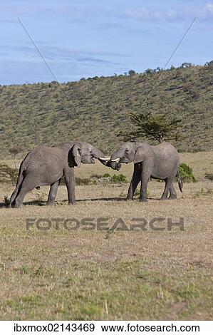 "African Bush Elephants (Loxodonta africana), two young bulls fighting each other, Masai Mara National Reserve, Kenya, East Africa, Africa, PublicGround, Africa" View Large Photo Image Stock Photo - "African Bush Elephants (Loxodonta africana), two young bulls fighting each other, Masai Mara National Reserve, Kenya, East Africa, Africa, PublicGround, Africa". Fotosearch