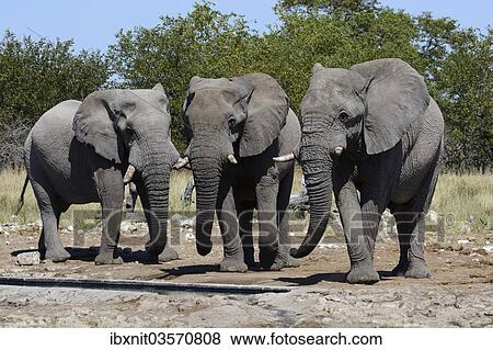Stock Photo - "African Bush Elephants (Loxodonta africana), Etosha National Park, Namibia, Africa". Fotosearch