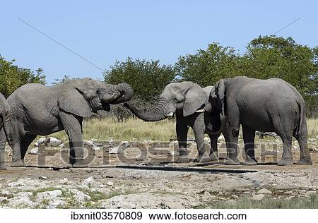 "African Bush Elephants (Loxodonta africana), Etosha National Park, Namibia, Africa" View Large Photo Image Stock Photo - "African Bush Elephants (Loxodonta africana), Etosha National Park, Namibia, Africa". Fotosearch