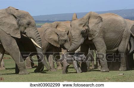 "African Bush Elephants (Loxodonta africana), adults with young, 2 days, Addo Elephant National Park, Eastern Cape, South Africa, Africa" View Large Photo Image Stock Photo - "African Bush Elephants (Loxodonta africana), adults with young, 2 days, Addo Elephant National Park, Eastern Cape, South Africa, Africa". Fotosearch