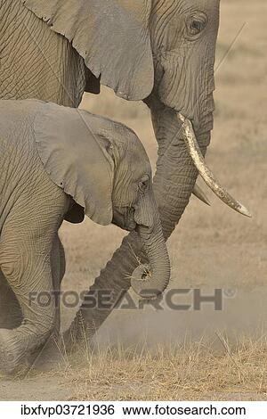 Stock Photograph - "African Bush Elephants (Loxodonta africana), cow with a calf, Amboseli National Park, Rift Valley Province, Kenya, Africa". Fotosearch