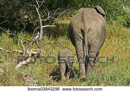 "African Bush Elephants (Loxodonta africana), cow with a calf, rear view, Tarangire National Park, Tanzania, Africa" View Large Photo Image Stock Photograph - "African Bush Elephants (Loxodonta africana), cow with a calf, rear view, Tarangire National Park, Tanzania, Africa". Fotosearch