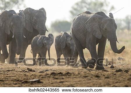 Stock Photography - "African Bush Elephants (Loxodonta africana), Khaudum National Park, Namibia, Africa". Fotosearch