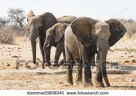 "African Bush Elephants (Loxodonta africana), Tsumcor Waterhole, Etosha National Park, Namibia, Africa" View Large Photo Image Stock Photography - "African Bush Elephants (Loxodonta africana), Tsumcor Waterhole, Etosha National Park, Namibia, Africa". Fotosearch