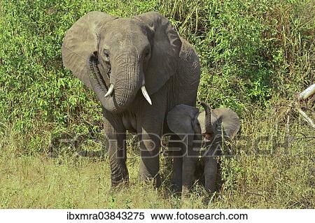 "African Bush Elephants (Loxodonta africana), cow with a calf, Tarangire National Park, Tanzania, Africa" View Large Photo Image Stock Photography - "African Bush Elephants (Loxodonta africana), cow with a calf, Tarangire National Park, Tanzania, Africa". Fotosearch