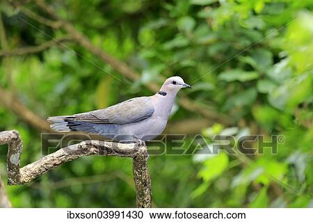 "African Collared Dove (Streptopelia roseogrisea), adult on tree, native to North Africa, captive" View Large Photo Image Stock Image - "African Collared Dove (Streptopelia roseogrisea), adult on tree, native to North Africa, captive". Fotosearch