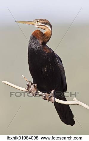 "African darter (anhinga rufa) at Wilderness National Park, South Africa, Africa" View Large Photo Image Stock Photo - "African darter (anhinga rufa) at Wilderness National Park, South Africa, Africa". Fotosearch