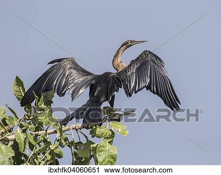 "African Darter (Anhinga rufa), Murchinson Falls National Park, Uganda, Africa" View Large Photo Image Stock Image - "African Darter (Anhinga rufa), Murchinson Falls National Park, Uganda, Africa". Fotosearch
