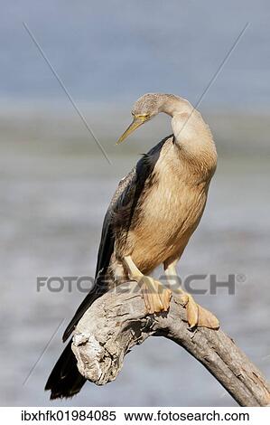 "African darter (Anhinga rufa), Wilderness National Park, South Africa, Africa" View Large Photo Image Stock Photography - "African darter (Anhinga rufa), Wilderness National Park, South Africa, Africa". Fotosearch