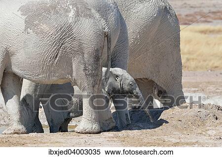 "African Elephant baby (Loxodonta africana), at the back of the herd, covered with mud, at Newbroni waterhole, Etosha National Park, Namibia, Africa" View Large Photo Image Stock Photography - "African Elephant baby (Loxodonta africana), at the back of the herd, covered with mud, at Newbroni waterhole, Etosha National Park, Namibia, Africa". Fotosearch