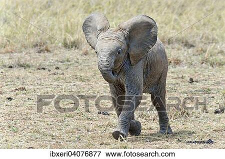 "African Elephant calf (Loxodonta africana), Maasai Mara, Kenya, Africa" View Large Photo Image Stock Photo - "African Elephant calf (Loxodonta africana), Maasai Mara, Kenya, Africa". Fotosearch