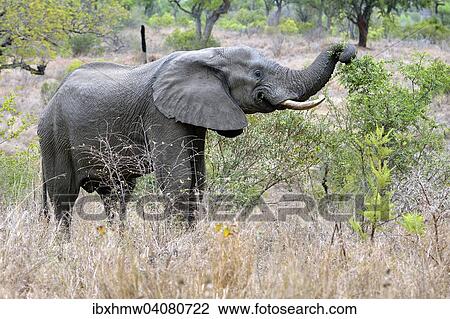 "African Elephant (Laxodonta africana), Kruger National Park, South Africa, Africa" View Large Photo Image Stock Image - "African Elephant (Laxodonta africana), Kruger National Park, South Africa, Africa". Fotosearch