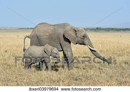 "African Elephant (Loxodonta africana), cow with calf, Maasai Mara, Kenya, Africa" View Large Photo Image Picture - "African Elephant (Loxodonta africana), cow with calf, Maasai Mara, Kenya, Africa". Fotosearch
