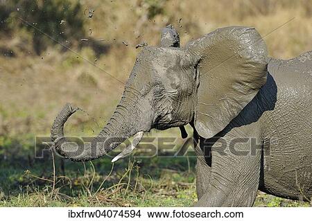 Picture - "African Elephant (Loxodonta africana), Offspring splashing around mud, South Luangwa National Park, Zambia, Africa". Fotosearch
