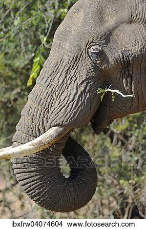 "African Elephant (Loxodonta africana), portrait, feeding, South Luangwa National Park, Zambia, Africa" View Large Photo Image Picture - "African Elephant (Loxodonta africana), portrait, feeding, South Luangwa National Park, Zambia, Africa". Fotosearch