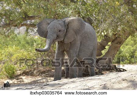 "African elephant (Loxodonta africana), young desert elephant standing in the dry riverbed of the Hoanib ephemeral seasonal river, Kaokoveld, Namibia, Africa" View Large Photo Image Picture - "African elephant (Loxodonta africana), young desert elephant standing in the dry riverbed of the Hoanib ephemeral seasonal river, Kaokoveld, Namibia, Africa". Fotosearch