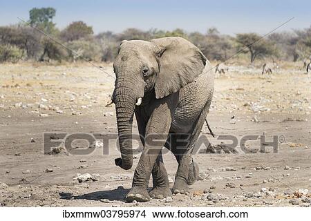Picture - "African Elephant (Loxodonta africana), Etosha National Park, Namibia, Africa". Fotosearch