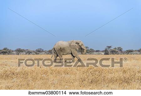 "African Elephant (Loxodonta africana), bull elephant, Etosha National Park, Namibia, Africa" View Large Photo Image Picture - "African Elephant (Loxodonta africana), bull elephant, Etosha National Park, Namibia, Africa". Fotosearch