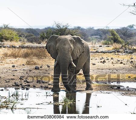 Picture - "African Elephant (Loxodonta africana) drinking in the water, Etosha National Park, Koinachas waterhole, Namibia, Africa". Fotosearch