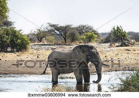 "African Elephant (Loxodonta africana) drinking in the water, Etosha National Park, Koinachas waterhole, Namibia, Africa" View Large Photo Image Picture - "African Elephant (Loxodonta africana) drinking in the water, Etosha National Park, Koinachas waterhole, Namibia, Africa". Fotosearch