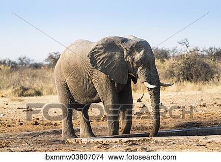 "African Elephant (Loxodonta africana) drinking at water hole, Etosha National Park, Tsumcor waterhole, Namibia, Africa" View Large Photo Image Picture - "African Elephant (Loxodonta africana) drinking at water hole, Etosha National Park, Tsumcor waterhole, Namibia, Africa". Fotosearch