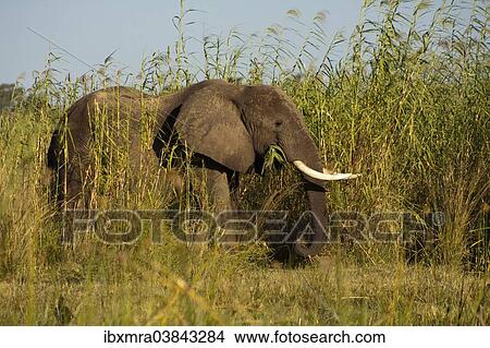 "African Elephant (Loxodonta africana) feeding on high reeds on the river banks of the Zambezi, Lower Zambezi, Zambia, Africa" View Large Photo Image Picture - "African Elephant (Loxodonta africana) feeding on high reeds on the river banks of the Zambezi, Lower Zambezi, Zambia, Africa". Fotosearch