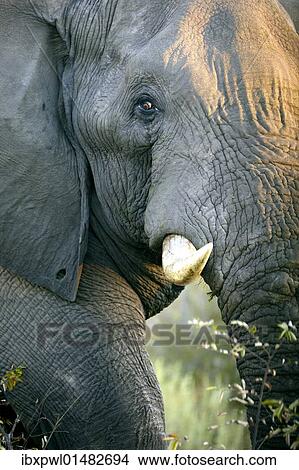 Picture - "African elephant (Loxodonta africana), Okavango Delta, Botswana, Africa". Fotosearch