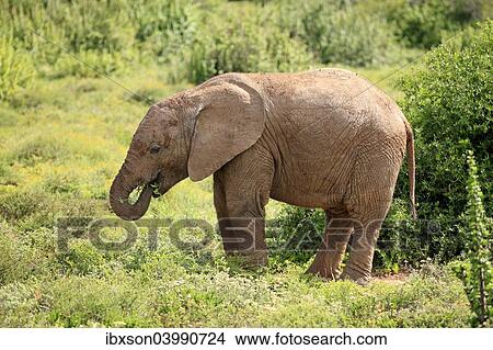 "African Elephant (Loxodonta africana), young feeding, foraging, Addo Elephant National Park, Eastern Cape, South Africa, Africa" View Large Photo Image Picture - "African Elephant (Loxodonta africana), young feeding, foraging, Addo Elephant National Park, Eastern Cape, South Africa, Africa". Fotosearch
