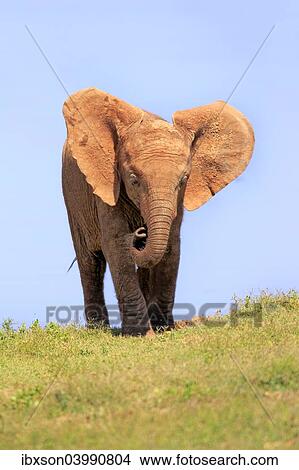 "African Elephant (Loxodonta africana), young, Addo Elephant National Park, Eastern Cape, South Africa, Africa" View Large Photo Image Picture - "African Elephant (Loxodonta africana), young, Addo Elephant National Park, Eastern Cape, South Africa, Africa". Fotosearch