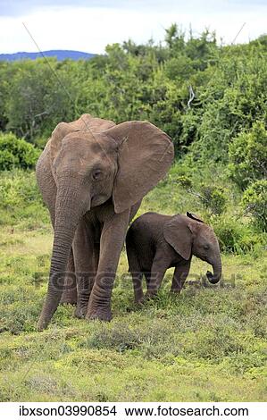 "African elephant (Loxodonta africana) mother with young in search of food, Addo Elephant National Park, Eastern Cape, South Africa, Africa" View Large Photo Image Picture - "African elephant (Loxodonta africana) mother with young in search of food, Addo Elephant National Park, Eastern Cape, South Africa, Africa". Fotosearch
