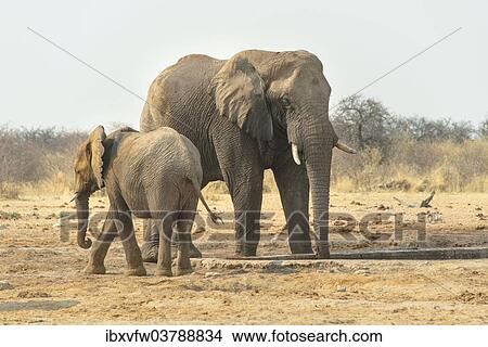 "African Elephant (Loxodonta africana), Two elephants drinking at the waterhole, Tsumcor water hole, Etosha National Park, Namibia, Africa" View Large Photo Image Picture - "African Elephant (Loxodonta africana), Two elephants drinking at the waterhole, Tsumcor water hole, Etosha National Park, Namibia, Africa". Fotosearch