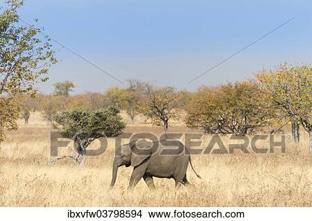 "African Elephant (Loxodonta africana), calf roaming the dry bushland, Etosha National Park, Namibia, Africa" View Large Photo Image Picture - "African Elephant (Loxodonta africana), calf roaming the dry bushland, Etosha National Park, Namibia, Africa". Fotosearch